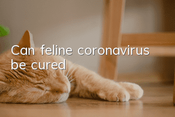 Can feline coronavirus be cured?