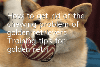 How to get rid of the chewing problem of golden retrievers? Training tips for golden retrievers!