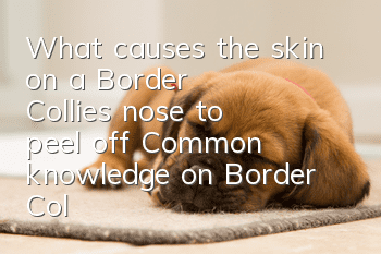 What causes the skin on a Border Collie's nose to peel off? Common knowledge on Border Collie care!