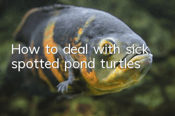 How to deal with sick spotted pond turtles