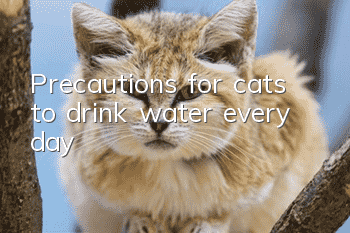 Precautions for cats to drink water every day
