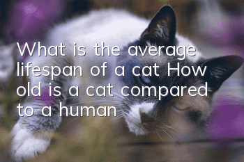 What is the average lifespan of a cat? How old is a cat compared to a human?