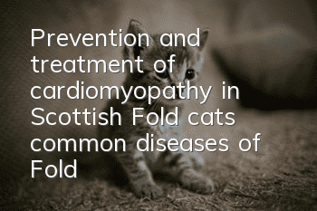 Prevention and treatment of cardiomyopathy in Scottish Fold cats, common diseases of Fold cats!