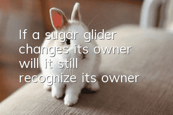 If a sugar glider changes its owner, will it still recognize its owner?