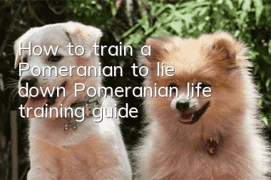 How to train a Pomeranian to lie down? Pomeranian life training guide!