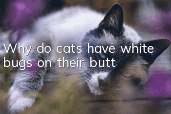 Why do cats have white bugs on their butt?
