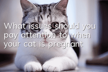 What issues should you pay attention to when your cat is pregnant?