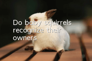 Do baby squirrels recognize their owners?