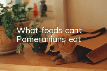 What foods can’t Pomeranians eat?