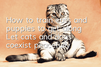 How to train cats and puppies to get along? Let cats and dogs coexist peacefully!