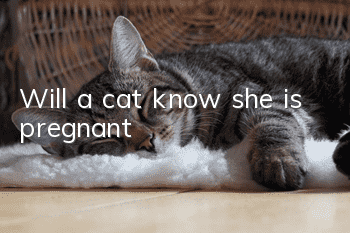 Will a cat know she is pregnant?