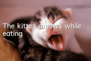 The kitten meows while eating