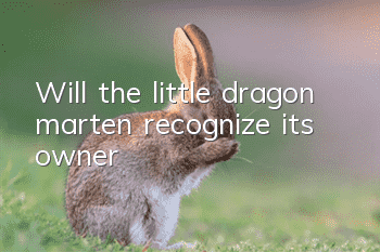 Will the little dragon marten recognize its owner?
