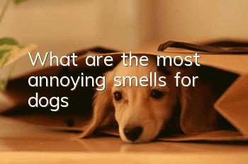 What are the most annoying smells for dogs?