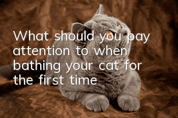 What should you pay attention to when bathing your cat for the first time?