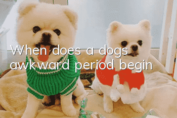 When does a dog’s awkward period begin?