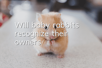 Will baby rabbits recognize their owners?