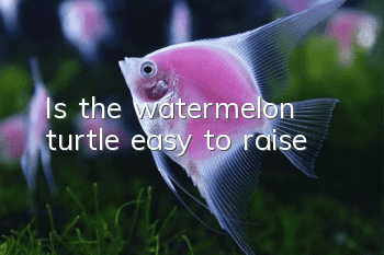 Is the watermelon turtle easy to raise?