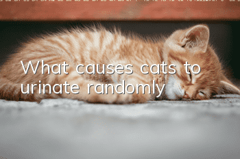 What causes cats to urinate randomly?