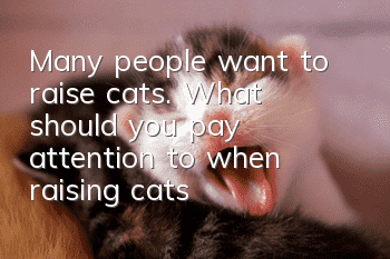 Many people want to raise cats. What should you pay attention to when raising cats?