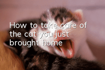 How to take care of the cat you just brought home?