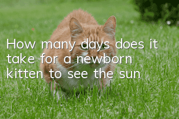 How many days does it take for a newborn kitten to see the sun?