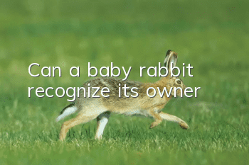 Can a baby rabbit recognize its owner?