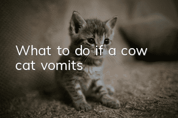 What to do if a cow cat vomits?