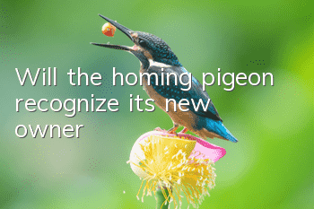 Will the homing pigeon recognize its new owner?