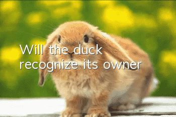 Will the duck recognize its owner?