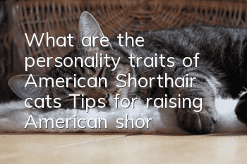 What are the personality traits of American Shorthair cats? Tips for raising American shorthair cats