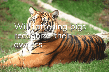 Will fattening pigs recognize their owners?