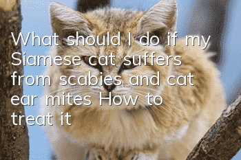 What should I do if my Siamese cat suffers from scabies and cat ear mites? How to treat it?