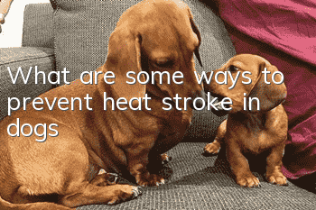 What are some ways to prevent heat stroke in dogs?