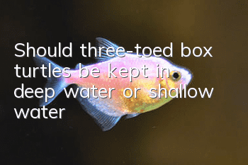 Should three-toed box turtles be kept in deep water or shallow water?