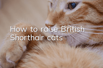How to raise British Shorthair cats