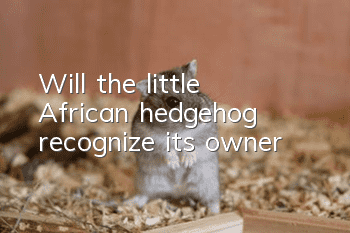 Will the little African hedgehog recognize its owner?