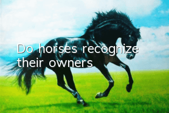 Do horses recognize their owners?