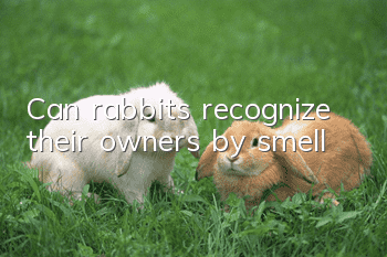 Can rabbits recognize their owners by smell?