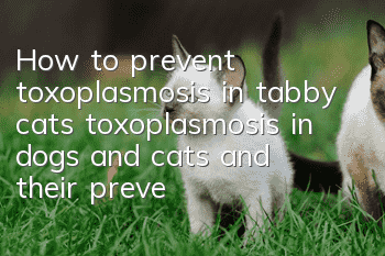 How to prevent toxoplasmosis in tabby cats, toxoplasmosis in dogs and cats and their prevention!