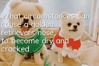What circumstances can cause a golden retriever's nose to become dry and cracked?