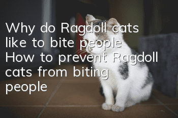 Why do Ragdoll cats like to bite people? How to prevent Ragdoll cats from biting people?