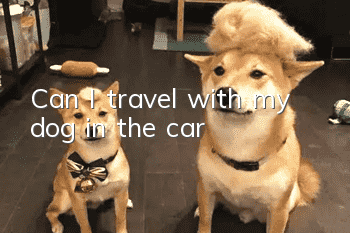 Can I travel with my dog in the car?