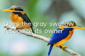 Does the gray swallow recognize its owner?