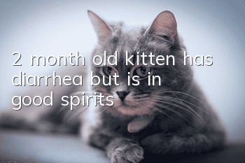 2 month old kitten has diarrhea but is in good spirits