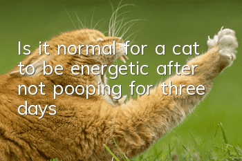 Is it normal for a cat to be energetic after not pooping for three days?