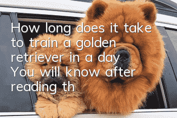 How long does it take to train a golden retriever in a day? You will know after reading these steps!