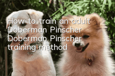 How to train an adult Doberman Pinscher? Doberman Pinscher training method!