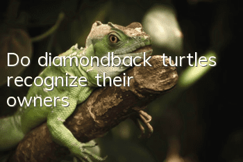 Do diamondback turtles recognize their owners?