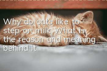 Why do cats like to step on milk? What is the reason and meaning behind it?